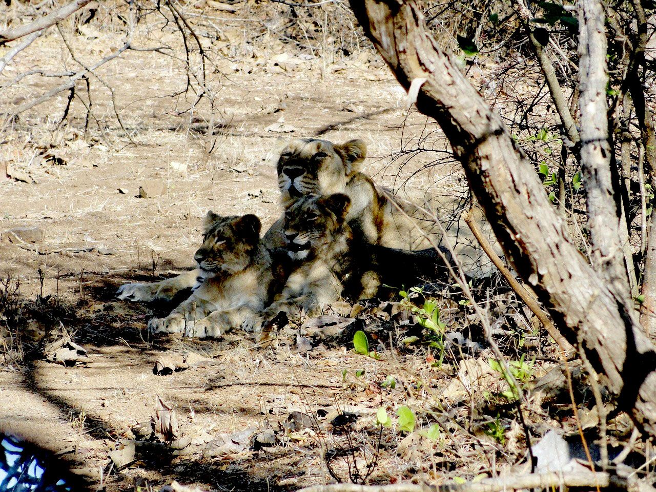 Gir Forest Lion Safari